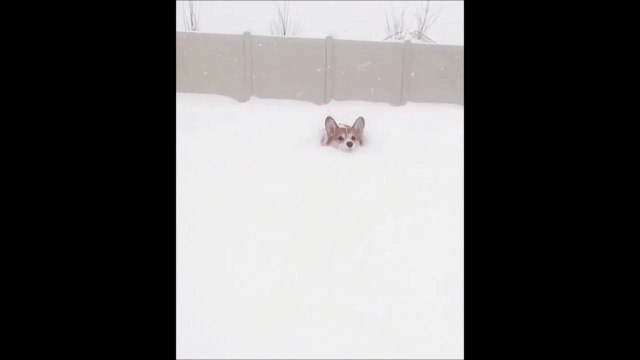 Voilà pourquoi les nains détestent la neige