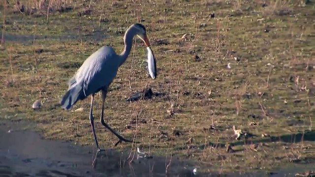 Great blue heron (Bird)