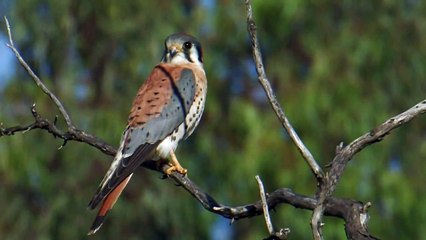 American kestrel (Bird)