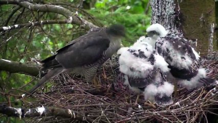 Eurasian sparrowhawk (Bird)