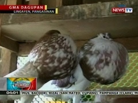 BP: Mahigit 100 iba't ibang klase ng kalapati, inaalagaan ng isang pigeon collector sa Pangasinan