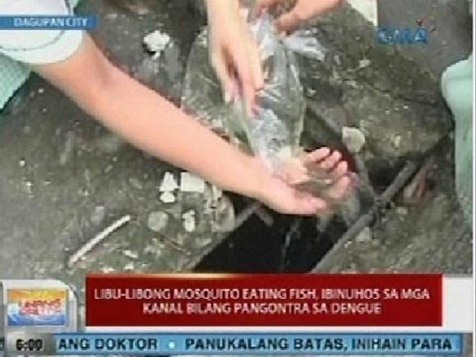 UB: Libu-libong mosquito eating fish, ibinuhos sa mga kanal sa Dagupan bilang pangontra sa dengue