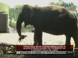 24 Oras: Manila zoo, balak gawing world class ni Mayor Estrada