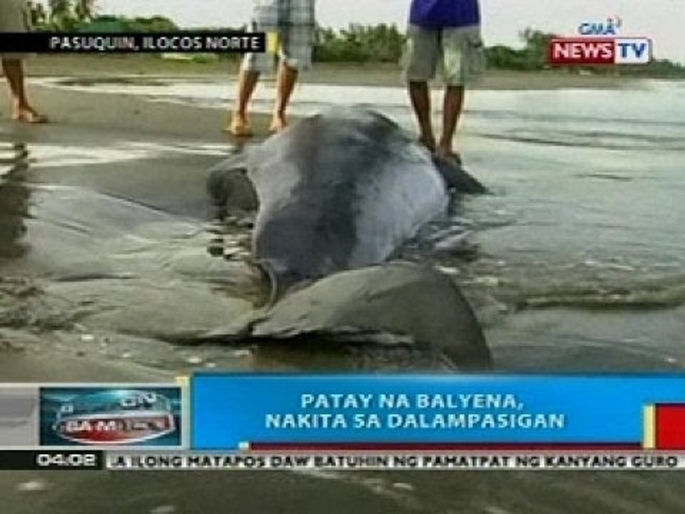 BP: Patay na balyena, nakita sa dalampasigan sa Pasuquin, Ilocos Norte