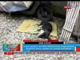 BP: 13 aso sa Pangasinan, namatay dahil umano sa canine distemper