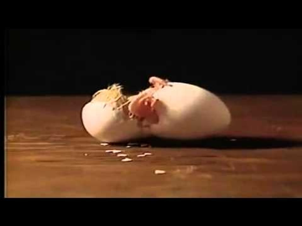 سبحان الله .. ساعة خروج الكتكوت من البيضة