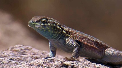 Side-blotched lizard (Reptile)