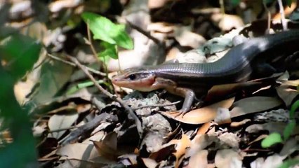 Broad-headed Skink (Reptile)