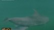 24Oras: Kauna-unahang dolphin na isinilang 'In Captivity' sa Pilipinas, namatay