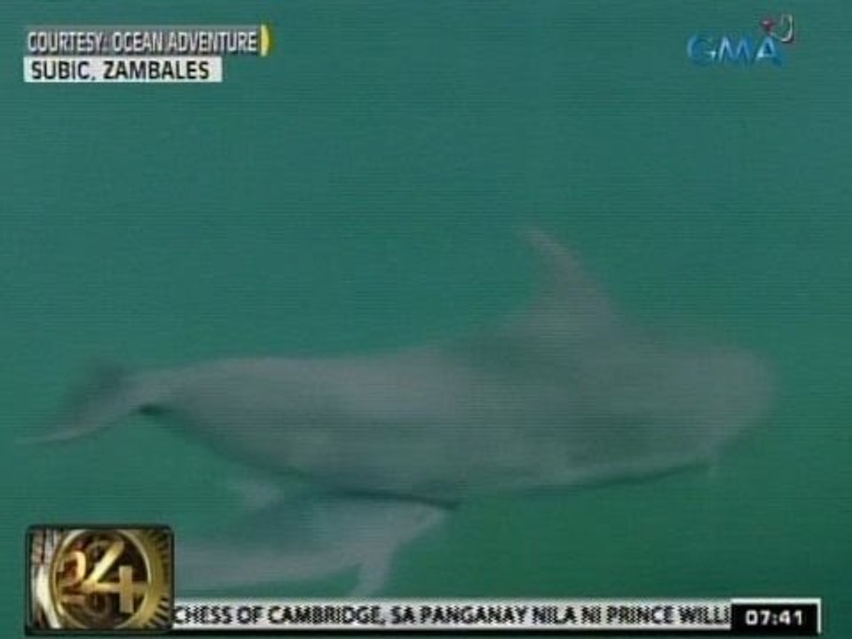 24Oras: Kauna-unahang dolphin na isinilang 'In Captivity' sa Pilipinas, namatay