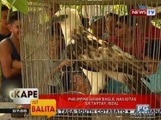 KB: Philippine Hawk Eagle, nailigtas sa Taytay, Rizal
