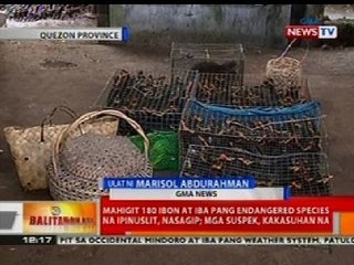BT: Mahigit 180 ibon at iba pang endangered species na ipinuslit sa Quezon Prov., nasagip