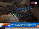 NTG: Endangered species na nasabat sa Tayabas, Quezon, nasa pangangalaga na ng DENR