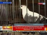 BT: Makukulay at di pangkaraniwang breed ng mga kalapati, tampok sa Pigeon Breeders' Cup sa Manila