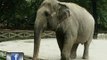 24 Oras: Subic Zoo Safari, naghahanda na para sa posibleng paglipat sa elepanteng si Mali