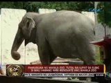 Pamunuan ng Manila Zoo, tutol na ilipat sa Subic si Mali habang nire-renovate ang Manila Zoo