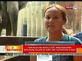 BT: Pamunuan ng Manila Zoo, iminumungkahing 'wag nang dalhin sa Subic ang elepanteng si Mali
