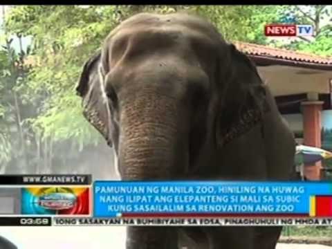 BP: Paglilipat kay Mali sa Subic, Zambales, tinututulan ng pamunuan ng Manila Zoo