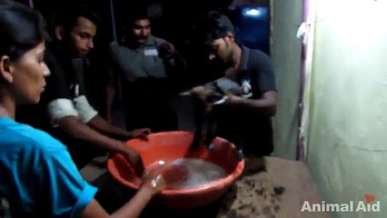 Sauvetage émouvant d'un chiot tombé dans le goudron !