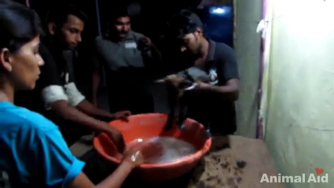 Sauvetage émouvant d'un chiot tombé dans le goudron !