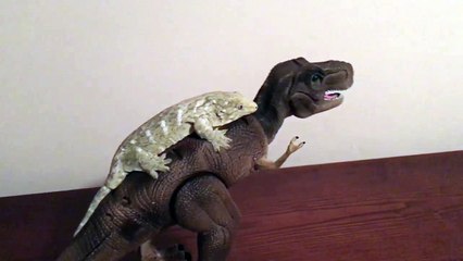 Un lézard se balade sur un dinosaure !