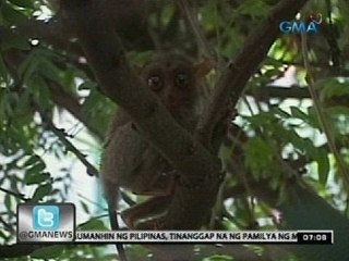 24 Oras: Tarsier na natagpuan sa ilog, dinala sa isang wildlife park