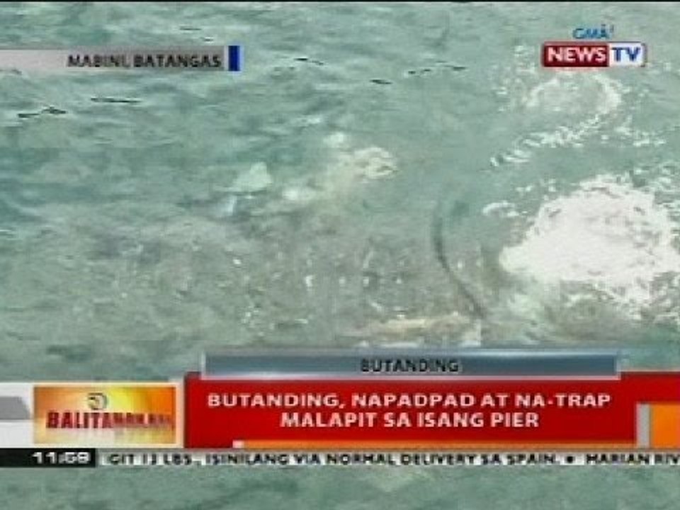 BT: Butanding, napadpad at na-trap malapit sa isang pier sa Batangas