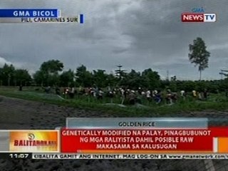 BT: Genetically modified na palay sa CamSur, pinagbubunot ng mga raliyista