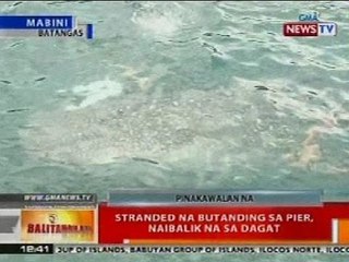 BT: Stranded na butanding sa pier sa Batangas, naibalik sa dagat