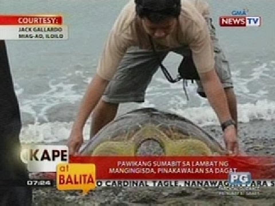 KB: Pawikang sumabit sa lambat ng mangingisda, pinakawalan sa dagat