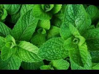 BEST MEN: Ano ang mga pagkaing anaphrodisiac?