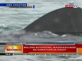 BT: Walong butanding, magkakasunod na namataan sa dagat