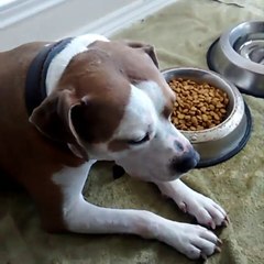 Rigby Eating New Food