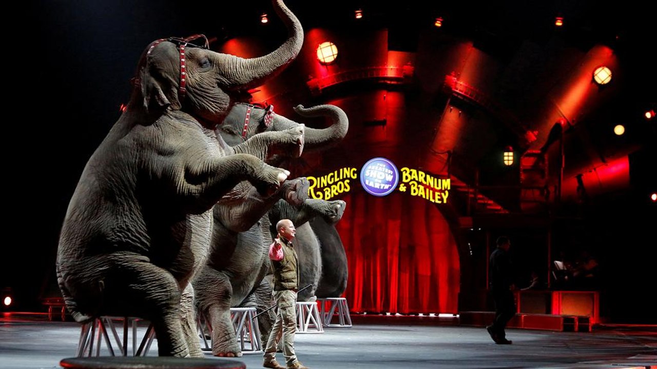 Zirkussterben trifft auch "Großartigste Show der Welt"