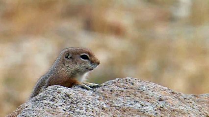 White tailed antelope squirrel