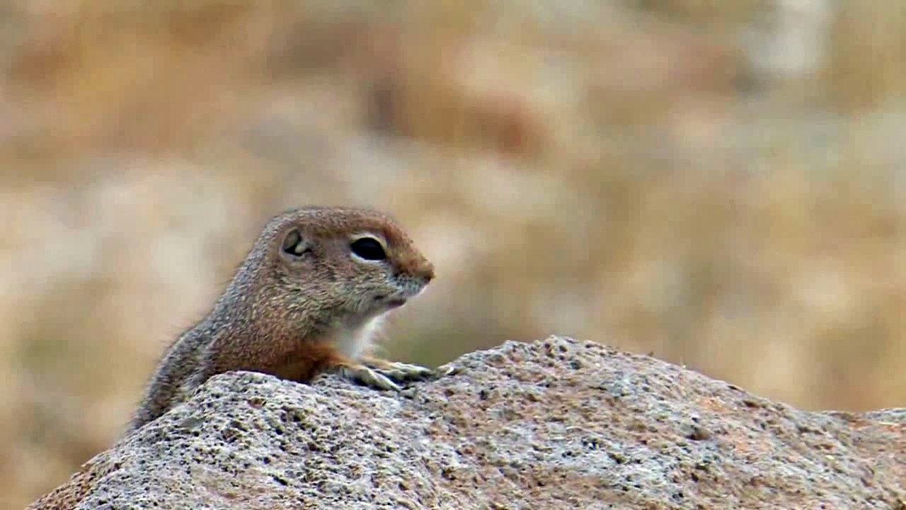 White tailed antelope squirrel
