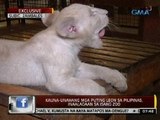 Exclusive: Kauna-unahang mga puting leon sa Pilipinas, inaalagaan sa isang zoo sa Subic