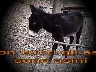 Non tutti gli asini sono asini