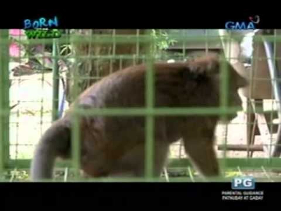 Animal rescues in the city: Monkeys