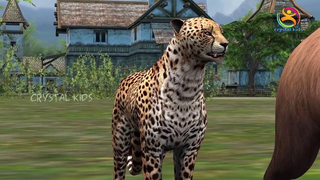 Wild Animals 3d Finger Family Songs for Nursery Kids finger family rhymes for children