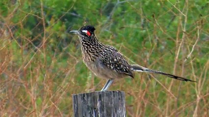 Roadrunner (Bird)