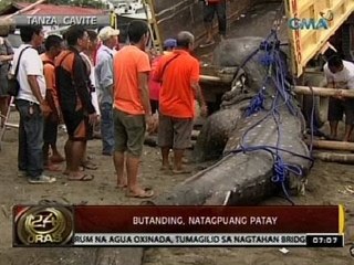 24 Oras: Butanding, natagpuang patay sa Tanza, Cavite