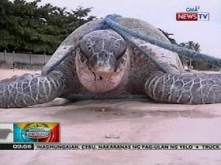 BP: Butanding, namatay sa dalampasigan ng Brgy. Amaya sa Tanza, Cavite