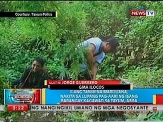 Ilang tanim na marijuana, nakita sa lupang pag-aari ng isang barangay kagawad sa Tayum, Abra