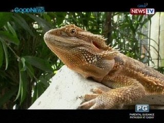 Good News: Exotic pets