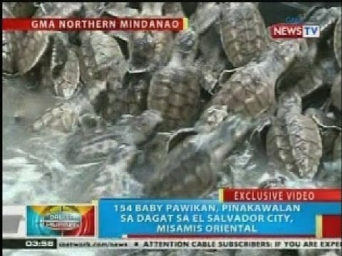 BP: 154 baby pawikan, pinakawalan sa dagat sa El Salvador City, Misamis Oriental