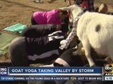 Goat yoga bringing the Valley together one goat at a time