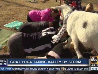 Goat yoga bringing the Valley together one goat at a time