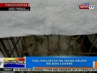 Скачать видео: NTG: Aso sa Subic, Zambales, nailigtas ng isang grupo ng dog lovers