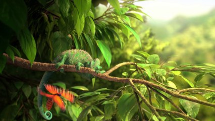 Our Wonderful Nature - The Common Chameleon